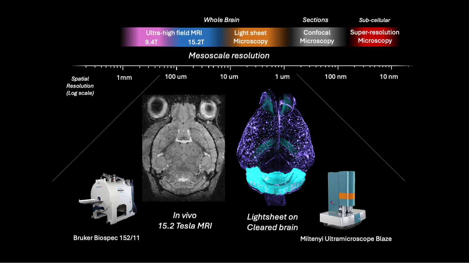 Meso-scale brain imaging combining MRI and lightsheet microscopy