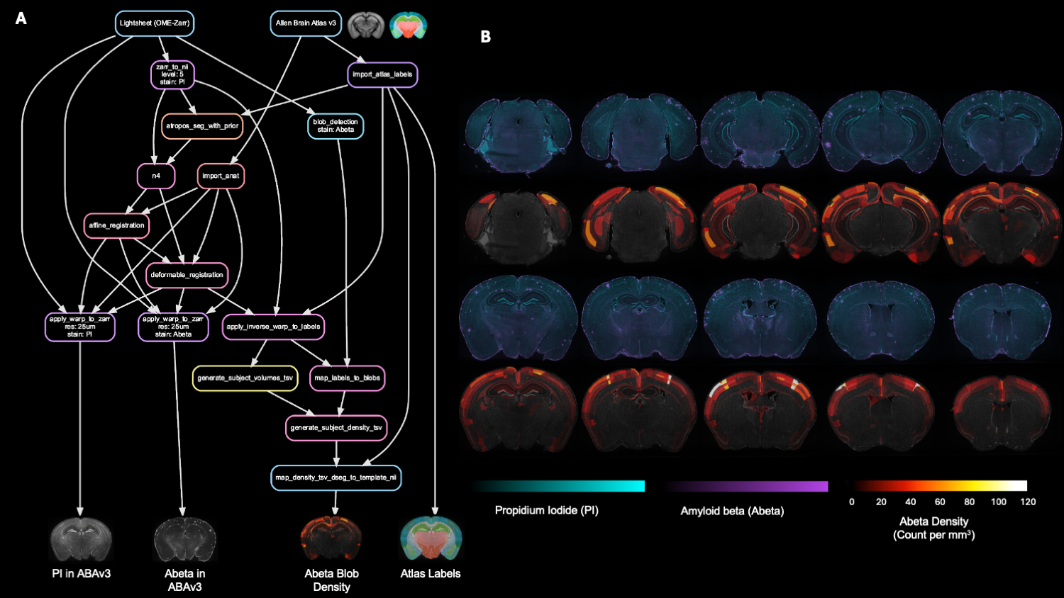 Lightsheet data processing and analysis workflow