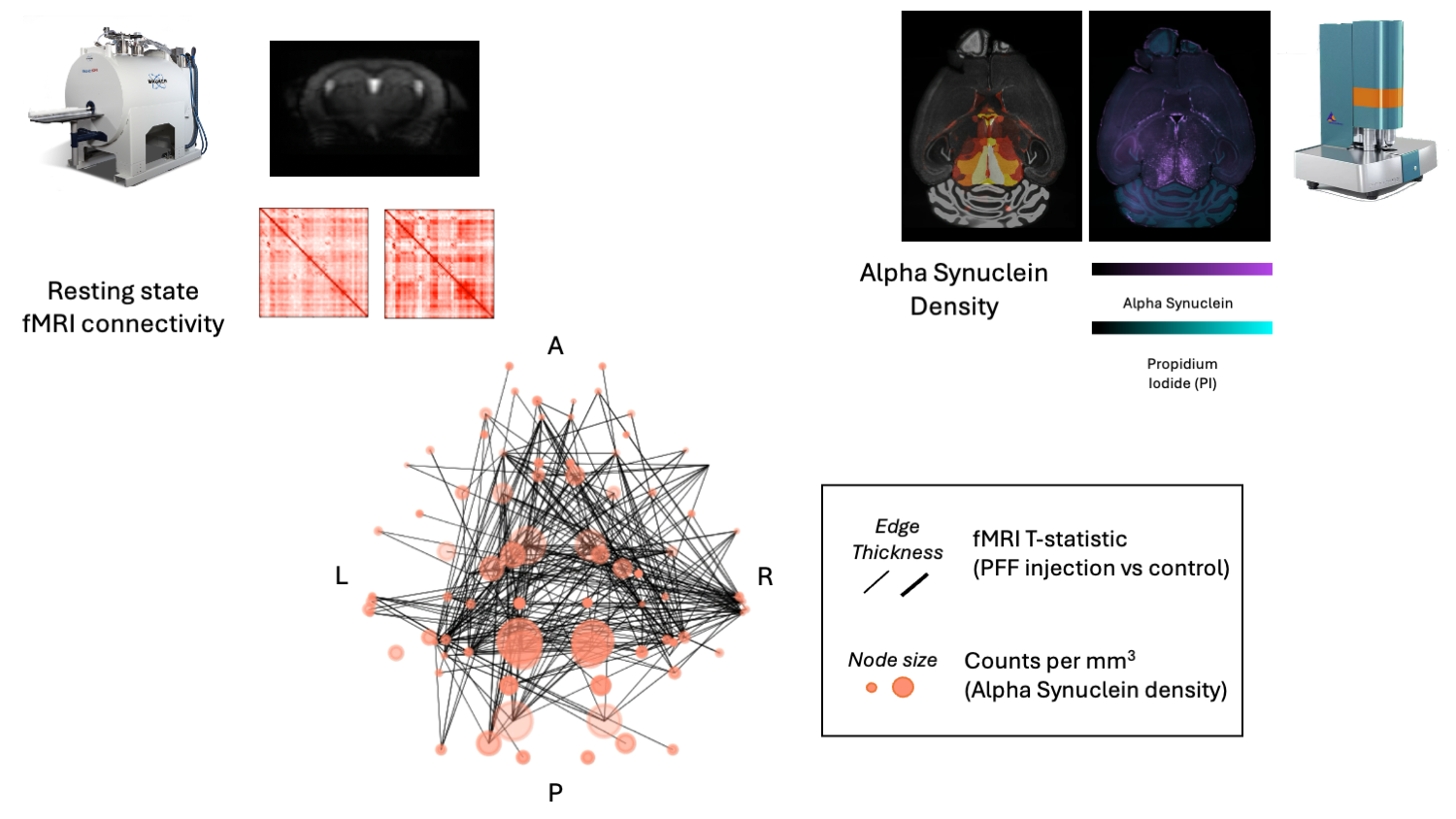 Patho-connectomics approach combining rs-fMRI and lightsheet data